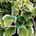 Подвязки для растений (13 см; 50 шт.) — фото, картинка — 3