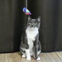 Игрушка для кошек 