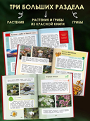 Окружающий мир. Растения и грибы — фото, картинка — 3