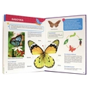 Всё о насекомых малышам — фото, картинка — 2