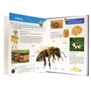 Всё о насекомых малышам — фото, картинка — 4