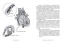 Достучаться до сердца. Советы кардиолога, которые спасут жизнь — фото, картинка — 4