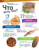 ОКАМЕНЕЛОСТИ. Летопись в камне — фото, картинка — 2