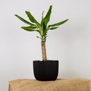 Горшок с дренажной системой 