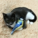 Игрушка для кошек 