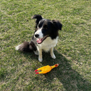 Игрушка для собак 