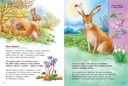 Как живут кролики и зайцы. Познавательные истории — фото, картинка — 2